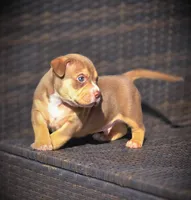 TEDDY, a male American Bully for sale in Los Angeles, CA – Photo 4 of 10