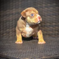 TEDDY, a male American Bully for sale in Los Angeles, CA – Photo 2 of 10