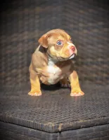 TEDDY, a male American Bully for sale in Los Angeles, CA – Photo 2 of 10