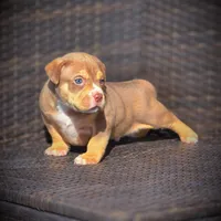 TEDDY, a male American Bully for sale in Los Angeles, CA – Photo 7 of 10