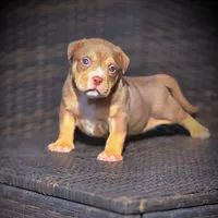 TEDDY, a male American Bully for sale in Los Angeles, CA – Photo 1 of 10