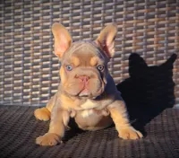 DAISY, a female French Bulldog for sale in Los Angeles, CA – 4 of 10