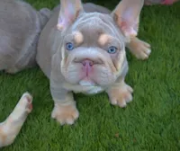 LILY, a female French Bulldog for sale in Los Angeles, CA – 9 of 10