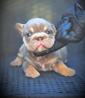 DAISY, a female French Bulldog for sale in Los Angeles, CA – 2 of 10