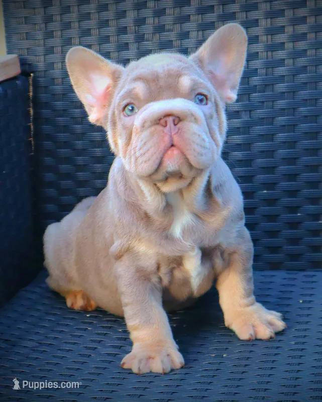LILLYY – French Bulldog puppy for sale in Los Angeles, CA