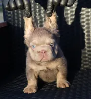 TEDDYY, a male French Bulldog for sale in Los Angeles, CA – 5 of 10