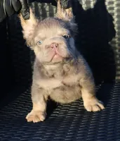 TEDDYY, a male French Bulldog for sale in Los Angeles, CA – 8 of 10