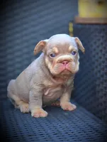 YOGI, a male French Bulldog for sale in Los Angeles, CA – 7 of 10