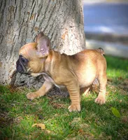 BATMAN, a male French Bulldog for sale in Los Angeles, CA – Photo 7 of 9