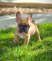 BATMAN, a male French Bulldog for sale in Los Angeles, CA – Photo 2 of 9