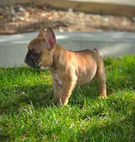 BATMAN, a male French Bulldog for sale in Los Angeles, CA – Photo 6 of 9