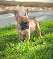 BATMAN, a male French Bulldog for sale in Los Angeles, CA – Photo 5 of 9