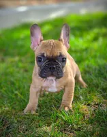 BATMAN, a male French Bulldog for sale in Los Angeles, CA – Photo 4 of 9