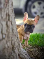 BATMAN, a male French Bulldog for sale in Los Angeles, CA – Photo 1 of 9
