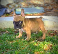 BATMAN, a male French Bulldog for sale in Los Angeles, CA – Photo 8 of 9