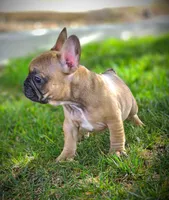 BATMAN, a male French Bulldog for sale in Los Angeles, CA – Photo 9 of 9