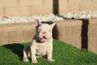 DINO, a male French Bulldog for sale in Los Angeles, CA – 2 of 4