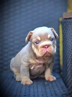 YOGI, a male French Bulldog for sale in Los Angeles, CA – 4 of 10