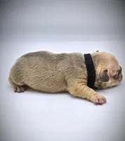 CHUBZ, a male French Bulldog for sale in Los Angeles, CA – Photo 4 of 10