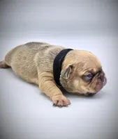 CHUBZ, a male French Bulldog for sale in Los Angeles, CA – Photo 7 of 10