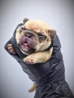 CHUBZ, a male French Bulldog for sale in Los Angeles, CA – Photo 5 of 10