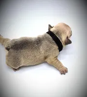 CHUBZ, a male French Bulldog for sale in Los Angeles, CA – Photo 3 of 10