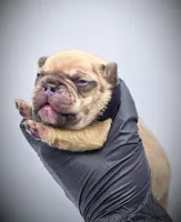 CHUBZ, a male French Bulldog for sale in Los Angeles, CA – Photo 9 of 10