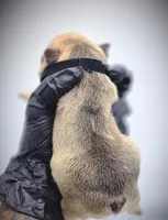 CHUBZ, a male French Bulldog for sale in Los Angeles, CA – Photo 8 of 10