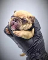 CHUBZ, a male French Bulldog for sale in Los Angeles, CA – Photo 1 of 10