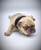 CHUBZ, a male French Bulldog for sale in Los Angeles, CA – Photo 6 of 10