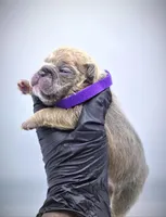 LILAH, a female French Bulldog for sale in Los Angeles, CA – Photo 9 of 10