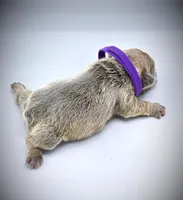 LILAH, a female French Bulldog for sale in Los Angeles, CA – Photo 8 of 10