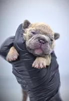 LILAH, a female French Bulldog for sale in Los Angeles, CA – Photo 1 of 10