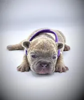 LILAH, a female French Bulldog for sale in Los Angeles, CA – Photo 2 of 10