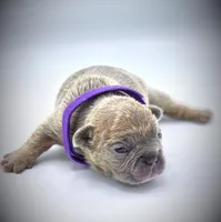 LILAH, a female French Bulldog for sale in Los Angeles, CA – Photo 6 of 10