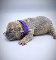 LILAH, a female French Bulldog for sale in Los Angeles, CA – Photo 4 of 10