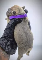 LILAH, a female French Bulldog for sale in Los Angeles, CA – Photo 3 of 10