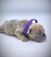 LILAH, a female French Bulldog for sale in Los Angeles, CA – Photo 5 of 10