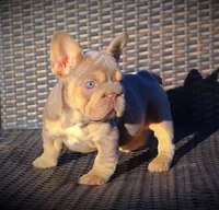 DAISY, a female French Bulldog for sale in Los Angeles, CA – 6 of 10