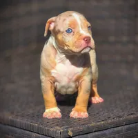 TRUFFLES, a male American Bully for sale in Los Angeles, CA – Photo 6 of 10