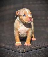 TRUFFLES, a male American Bully for sale in Los Angeles, CA – Photo 6 of 10