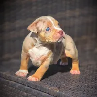 TRUFFLES, a male American Bully for sale in Los Angeles, CA – Photo 7 of 10