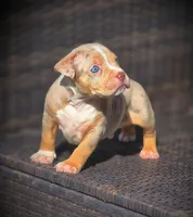 TRUFFLES, a male American Bully for sale in Los Angeles, CA – Photo 7 of 10
