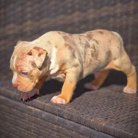 TRUFFLES, a male American Bully for sale in Los Angeles, CA – Photo 4 of 10
