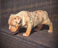 TRUFFLES, a male American Bully for sale in Los Angeles, CA – Photo 4 of 10