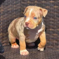 TRUFFLES, a male American Bully for sale in Los Angeles, CA – Photo 1 of 10