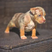 TRUFFLES, a male American Bully for sale in Los Angeles, CA – Photo 8 of 10