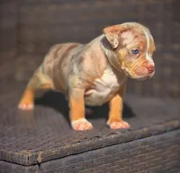 TRUFFLES, a male American Bully for sale in Los Angeles, CA – Photo 8 of 10