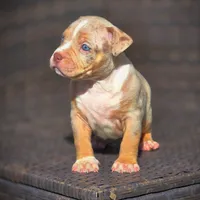 TRUFFLES, a male American Bully for sale in Los Angeles, CA – Photo 5 of 10