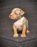 TRUFFLES, a male American Bully for sale in Los Angeles, CA – Photo 5 of 10